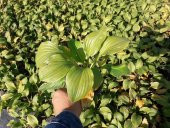 AĞUSTOS ZAMBAĞI HOSTA 30 ADET - 4
