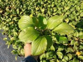 AĞUSTOS ZAMBAĞI HOSTA 30 ADET - 5