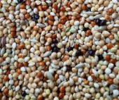 25KG KARIŞIK MUHABBET YEMİ (ÜRETİCİ YEMİ) ÜCRETSİZ KARGO - 1