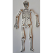 İskelet Maketi Büyük Boy - 1