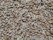 Çift Elekli Sade Kanarya Yemi 20 Kg. - 1