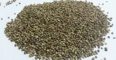 KENEVİR TOHUMU 1 KG SÜPER FİYAT - 1