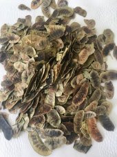 Açlık Otu (50 gr) - 1