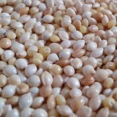 Muhabbet Kuşu Yemi Ak Darı (Beyaz Darı) 2,5 kg - 3