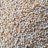 Ak Darı Muhabbet kuşu yemi - 1