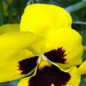 HERCAİ MENEKŞE Tohumu Yerli Viola  100 adet - 1