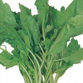 TERE Tohumu Yerli 10 gram - 1