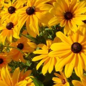 AFRİKA PAPATYASI Tohumu Yerli Rudbeckia 100 adet - 1