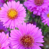 DİLBER KİRPİĞİ Tohumu Yerli Aster L. 50 adet - 1