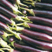 PATLICAN Tohumu Yerli HALEP KARASI 5 gram - 1