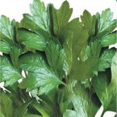 MAYDANOZ Tohumu 10 gram - 1