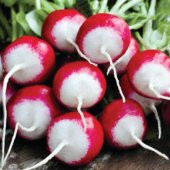 KIRMIZI BEYAZ TURP Tohumu Yerli 5 gram - 1