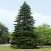 Tüplü Doğu Karadeniz Göknar Ağacı Fidanı(150-200 cm) - 1