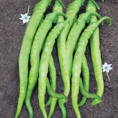 BİBER Tohumu Yerli ACI ILICA 5 gram - 1