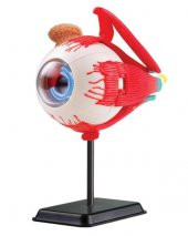 Göz Modeli 35 Parça 14 cm - 1