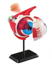 Göz Modeli 35 Parça 14 cm - 2