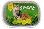 Sweet Natural Kedi Çimi - 1