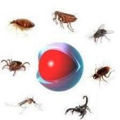 İmperator 25 EC Genel Haşere İlacı(BİT,PİRE,HAMAMBÖCEĞİ,TAHTAKURUSU,AKREP,,SİVRİSİNEK,KARASİNEK - 2