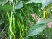 Sivri Acı Kıl Biber Tohumu 25 GR PAKET - 1