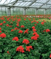 Gartengold Genel Kullanım Torf Organik (Özel Extra Süpermix) 80 Lt - 5