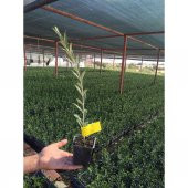 Serfiraz Arbequına Zeytin Fidanı 10 Lu Paket - 2