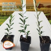 Serfiraz Arbequına Zeytin Fidanı 10 Lu Paket - 3