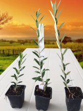 Serfiraz Arbequina Zeytin Fidanı 50'Li Paket - 4