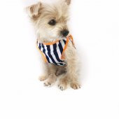 Navy Stripes orange Atlet Köpek Kıyafeti  Köpek Elbisesi - 10