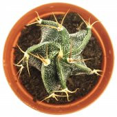 ASTOPHYTUM CAPRİCORNE KAKTÜS YENİ SERİ - 2