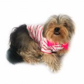 Pinky Cream Stripe Polo Yaka Tişört Köpek Kıyafeti Köpek Elbisesi - 4