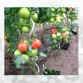 20 Adet 150 Cm Metal Spiral Bitki Destek Çubuğu Hobi Bahçesi Bitki Bağlama Teli Sebze ve Çiçek Teli - 5