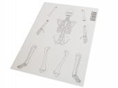 Hayal İskelet Modeli - Demonte - 10 Paket - 2