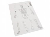 Hayal İskelet Modeli - Demonte - 10 Paket - 3