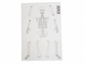 Hayal İskelet Modeli - Demonte - 10 Paket - 1