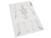 Hayal İskelet Modeli - Demonte - 2