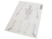 Hayal İskelet Modeli - Demonte - 3