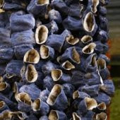 ANTEP PATLICAN KURUTMASI 1 DİZİM (45-50 ADET) - 1