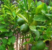 Tüplü Yediveren Aşılı Limon Fidanı Yaklaşık 2 Yaşında, 120 cm boyunda - 1