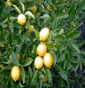 Tüplü Yediveren Aşılı Limon Fidanı Yaklaşık 2 Yaşında, 120 cm boyunda - 2
