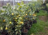Tüplü Yediveren Aşılı Limon Fidanı Yaklaşık 2 Yaşında, 120 cm boyunda - 3