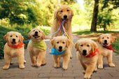 KÖPEK DOSTLARINIZ İÇİN TASMALI TAKİP SİSTEMİ (24 AY ÜCRETSİZ SİM KARTLI) - 1