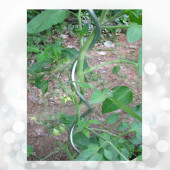 10 Adet 150 Cm Metal Spiral Bitki Destek Çubuğu Fidan Bağlama Teli ve Çiçek Teli - 3