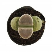 LITHOPS HOOKERI YAŞAYAN TAŞ YENİ SERİ - 1