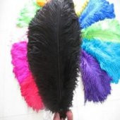 DEVE KUŞU TÜYÜ ÇEŞİTLERİ 40-45 CM LİK thumbnail 5