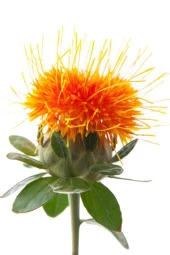 Balen Aspir Tohumu Yağı (Soğuk Pres) 50 ml 3 Adet thumbnail 3