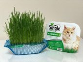 Single Natural Kedi Çimi - 1