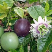 Çarkıfelek Meyvesi(3 adet), Passiflora, Maruçya, Passion Fruit - 2
