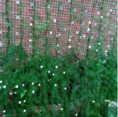 Bitki Destek Filesi 80 metre, En: 4m Salatalık, Fasülye, Kabak Filesi - 4