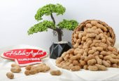 Haluk Aydın Kuruyemiş Kabuklu Tuzlu Fıstık 1 KG - 2