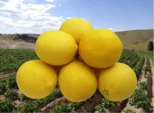 LİMON (2KG) - 1